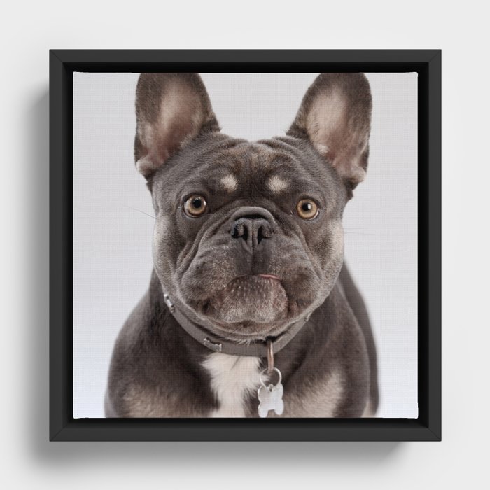 French Bulldog Framed Canvas
