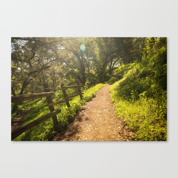 Forest Path Canvas Print