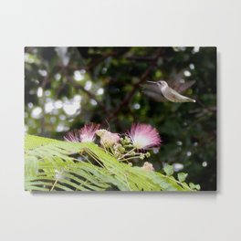 Happy hummer! Metal Print | Hummingbird, Bird, Nature, Mimosatree, Digital, Photo, Color 