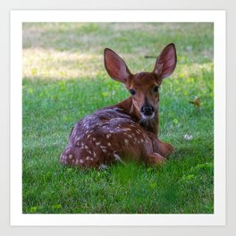 Deer Baby Fawn Cute Wildlife Animal Photography Print Art Print