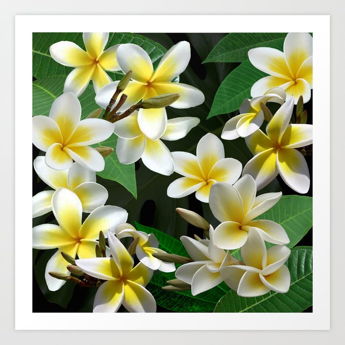 Plumeria Flowers Art Print