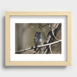 Adult Tufted Titmouse Recessed Framed Print