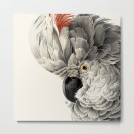 White Cockatoo Portrait by Aert Schouman Metal Print | Old, Parrot, Nature, Antique, Exotic, Vintage, Cockatoo, White, Animal, Painting 