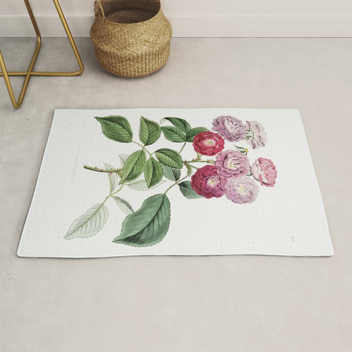 Dr Gills selago from Edwardss Botanical Register (18291847) by