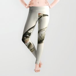 Great spotted woodpecker (Dendrocopos major) illustrated by the von Wright brothers Leggings