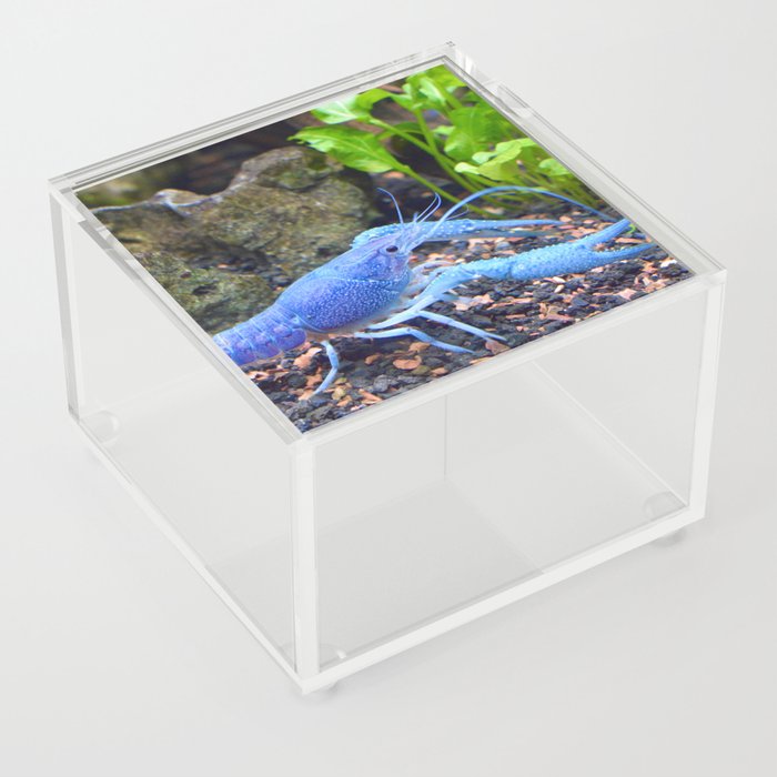 Blue Crayfish Acrylic Box