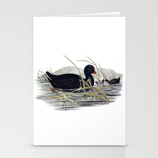 Vintage Dusky Moorhen Bird Illustration Stationery Cards