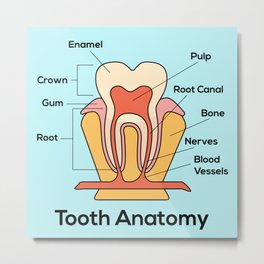 tooth anatomy Metal Print | Care, Dental, Dentist, Dentistry, Tooth, Oral, Structure, Pulp, Education, Healthy 