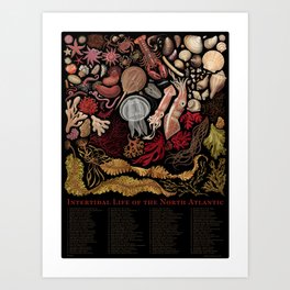 Intertidal Life of the North Atlantic (with species list) Art Print