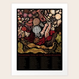 Intertidal Life of the North Atlantic (with species list) Art Print Intertidal Life of the North Atlantic (with species list) Art Print