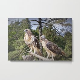 Pair of Red-tail Hawks in West Michigan Woodland Metal Print