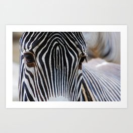 Zebra in color 2 Art Print