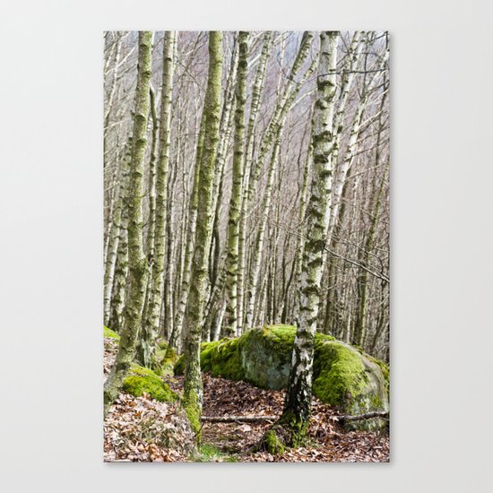 Birches Canvas Print