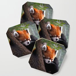    Red Panda in Tree Coaster | Redpandaintree, Pandas, Zoo, Outdoors, Cute, Adorable, Nature, Colors, Panda, Redpanda 