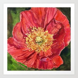 Iceland Poppy in Watercolor by Theresa Goesling Art Print