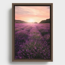Lavender Framed Canvas