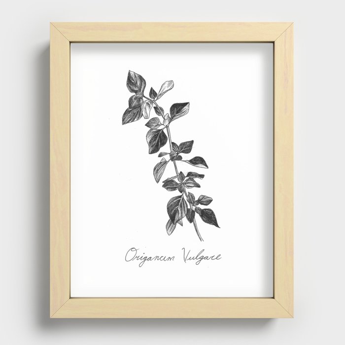 Oregano Botanical Illustration Recessed Framed Print
