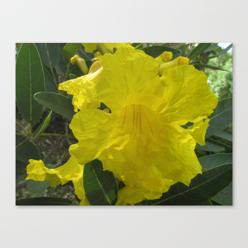 Tabebuia Yellow Flower Golden Trumpet Tree Canvas Print By Photosbyian Society6