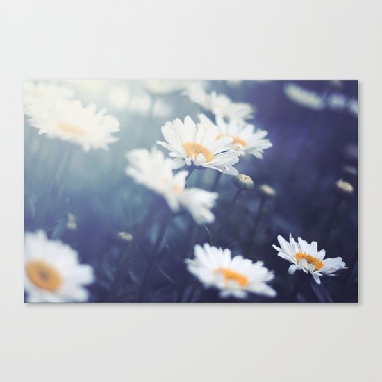 Daisies Canvas Print