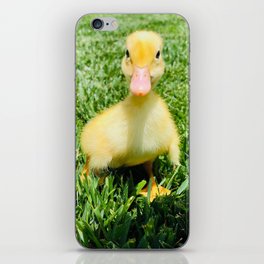 Vanilla the Duckling Photograph iPhone Skin