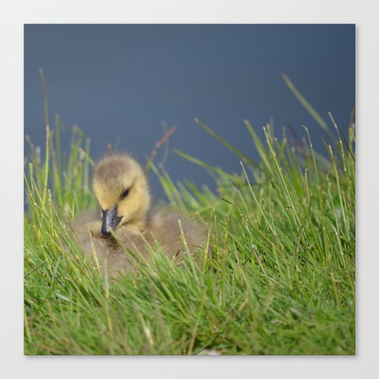 Fluffy Canvas Print