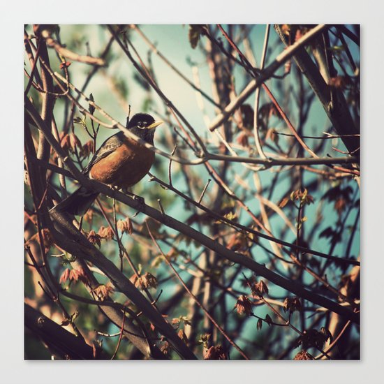 North American Robin Canvas Print