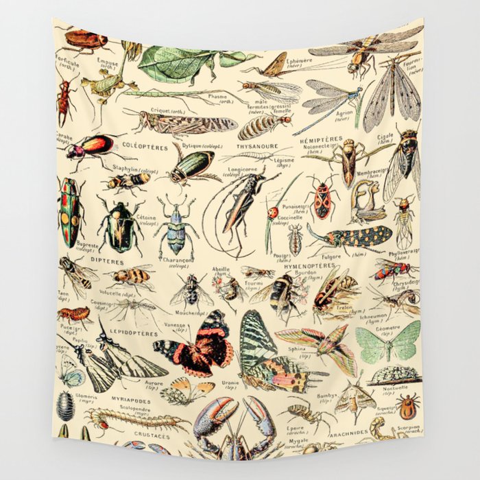 Vintage Insect Identification Chart Arthropodes by Adolphe