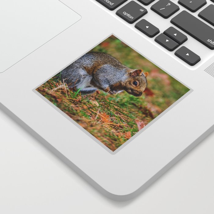 Cute Autumn Squirrel, Prepares for Winter Photograph Sticker