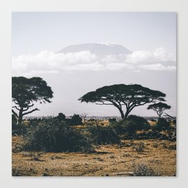 South Africa Photography - Acacia Tree On The Dry Savannah Canvas Print