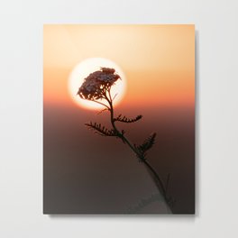 The Wereflower Metal Print | Orange, Flower, Macro, Field, Detail, Bokeh, Autumnal, Sundisc, Werewolf, Autumn 