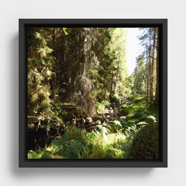 Summer Time in a Scottish Highlands Woodland Framed Canvas