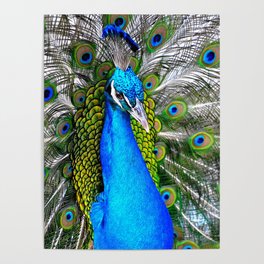 King Peacock Poster