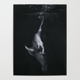 Humpback Whale White Charcoal Pencil  Poster