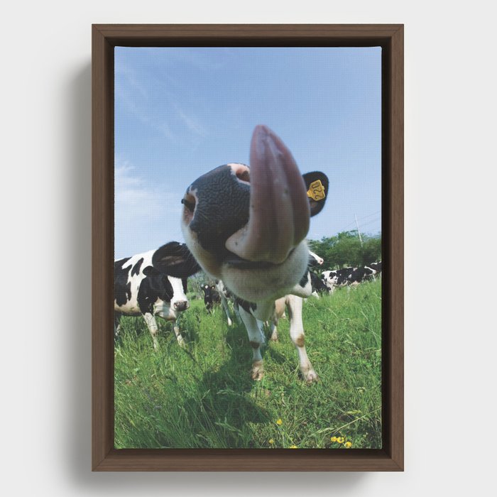 Cow Kiss Framed Canvas