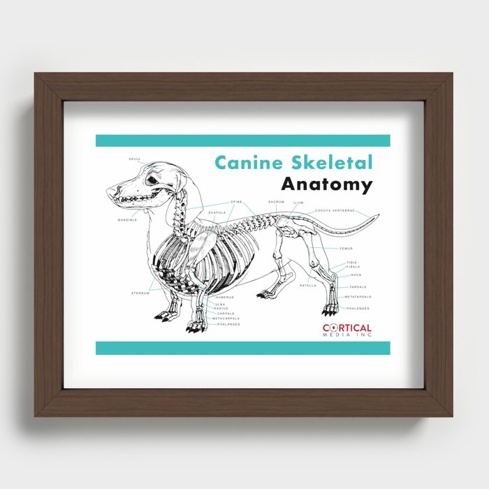 Canine Skeletal Anatomy Recessed Framed Print