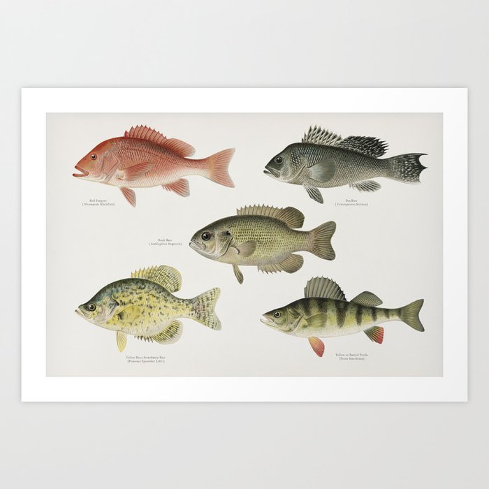Vintage Print - Fish of North America (1913) - Red Snapper, Sea Bass ...
