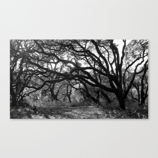 Oak Tree Tunnel Canvas Print