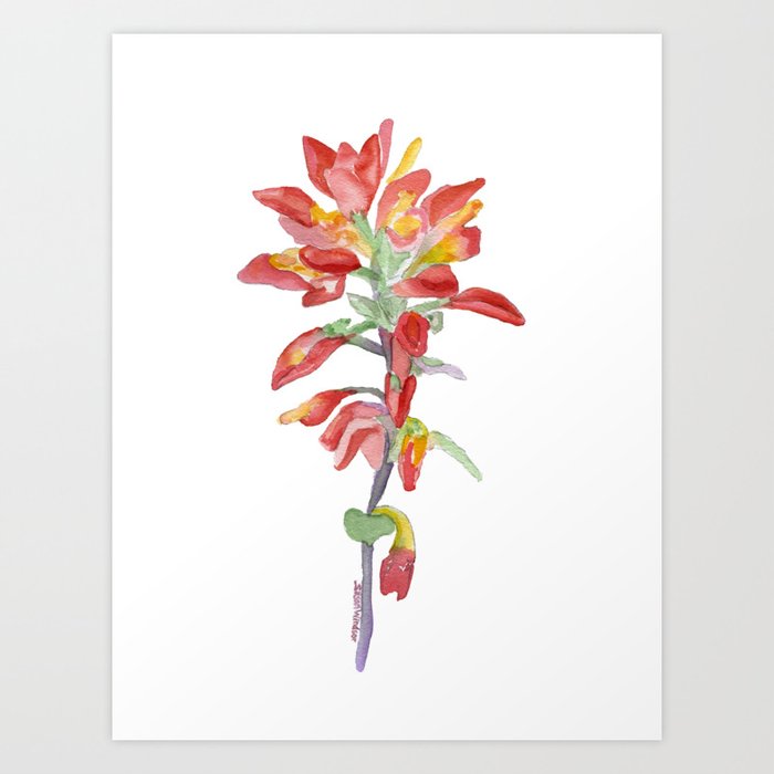 Indian Paintbrush Wildflower Watercolor Art Print