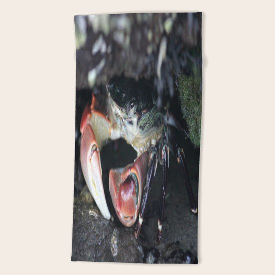 Hiding Beach Towel