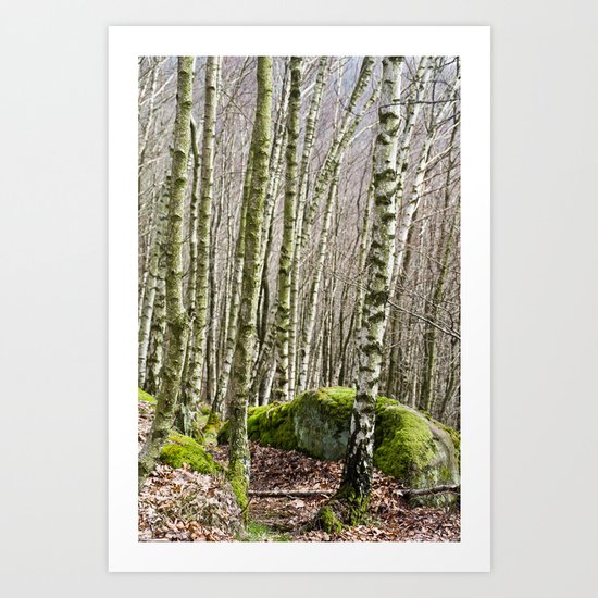 Birches Art Print