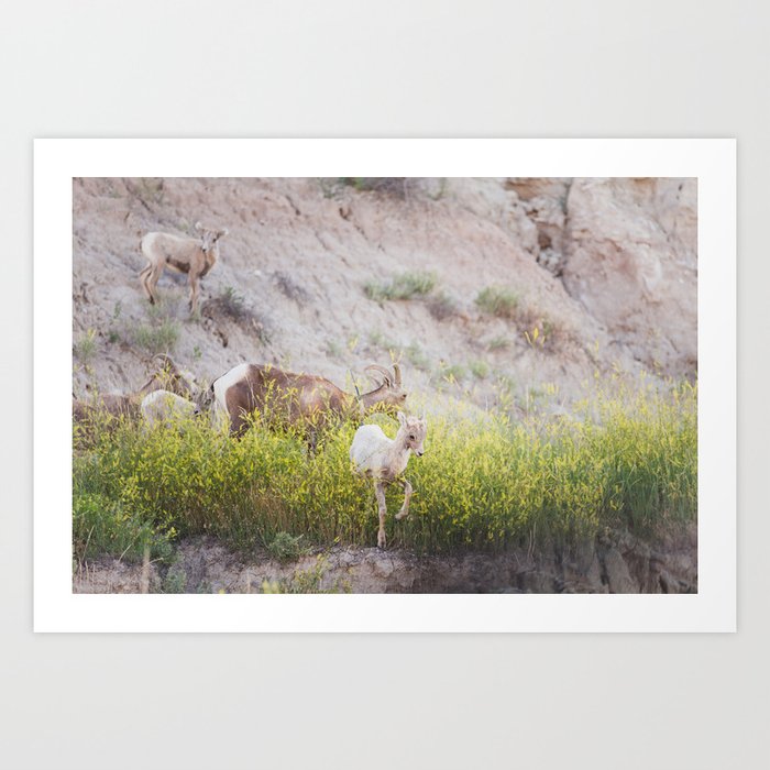 Badlands Bighorn Sheep Lamb - Wildlife Photography Art Print