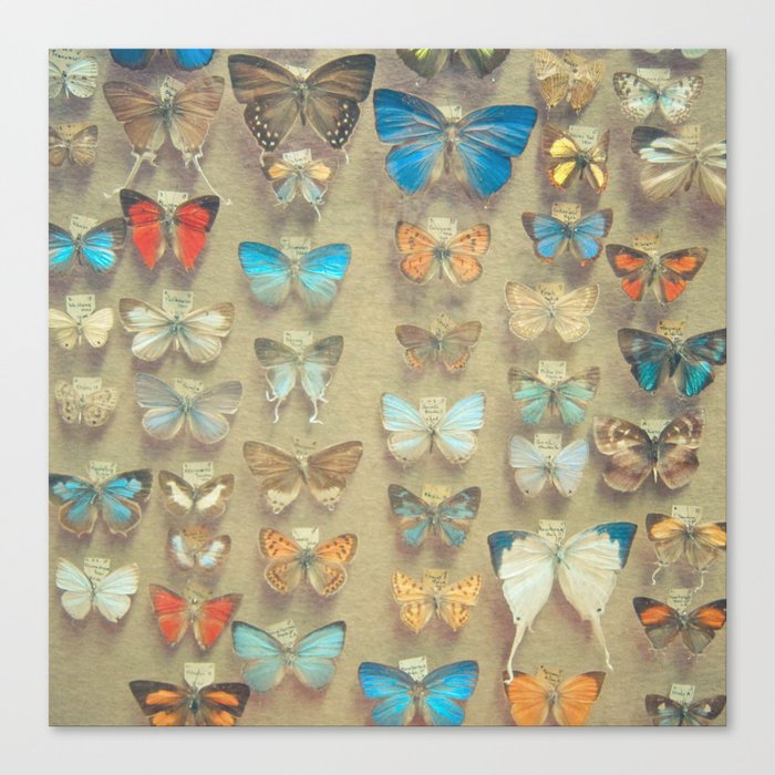 The Butterfly Collection II Canvas Print