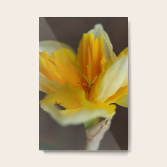 Daffodil Metal Print