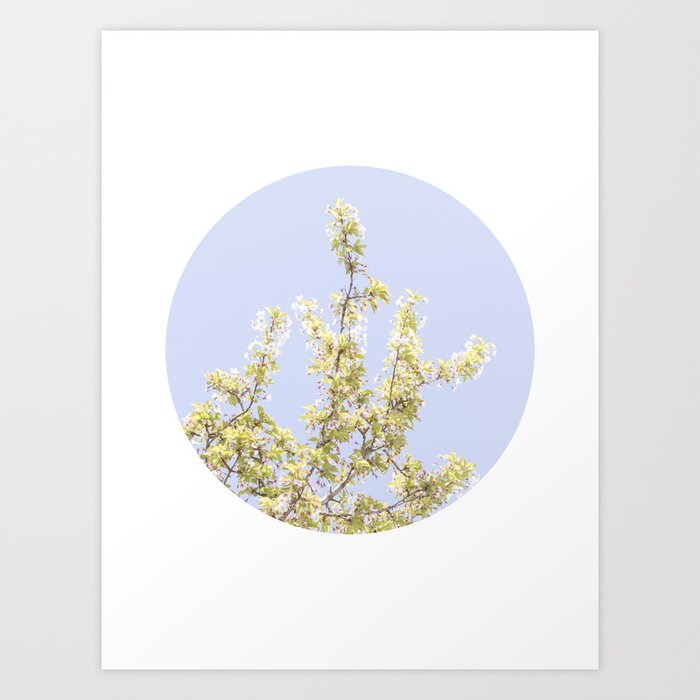 Cherry Blossoms Flower Photography No. 2 Art Print