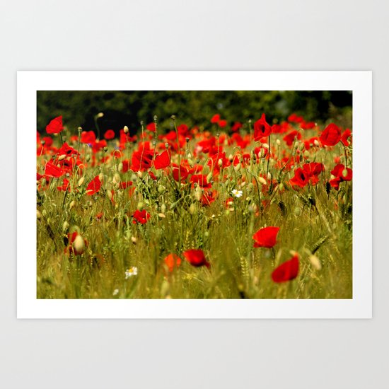Poppy field Art Print