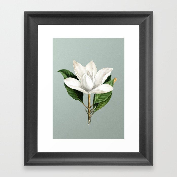 Vintage White Southern Magnolia Botanical Illustration on Mint Green Framed Art Print