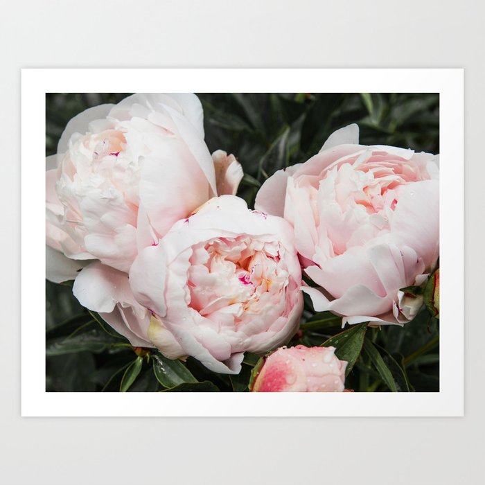 Flower Photography | Peonies Cluster | Blush Pink Floral | Peony Art Print