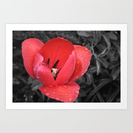 Red Tulip Raindrops Photograph Art Print