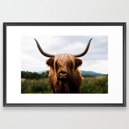 Scottish Highland Cattle in Scotland Portrait II Framed Art Print