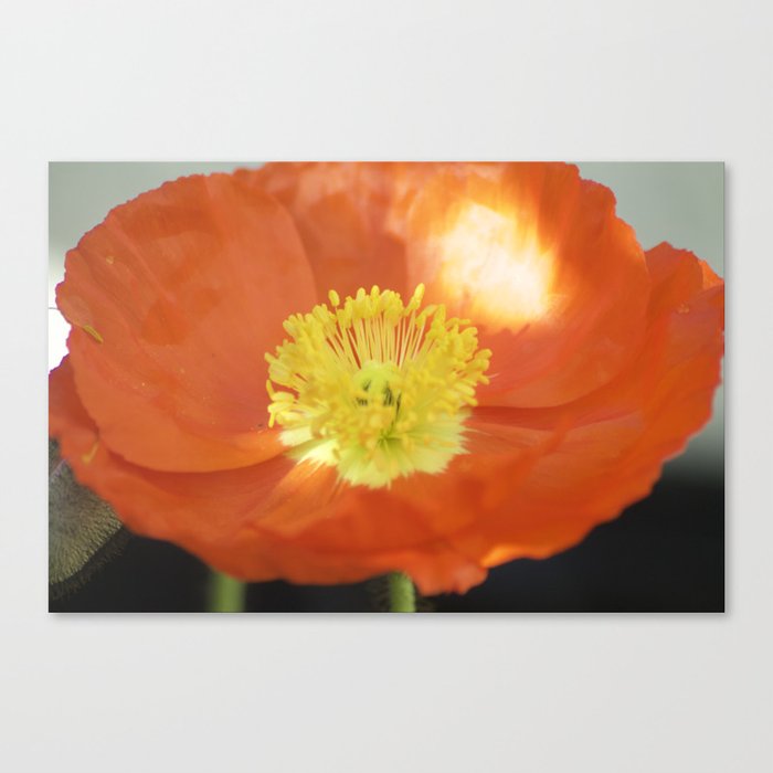 orange poppy Canvas Print